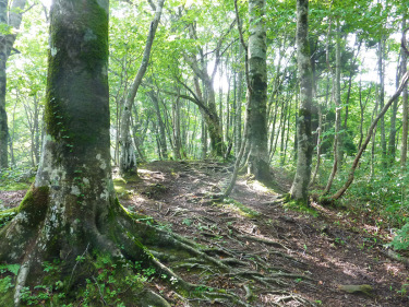 岡山県立森林公園